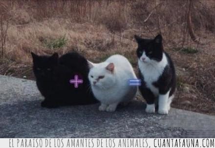 suma,gato negro,gato blanco,gato dos colores,gatos