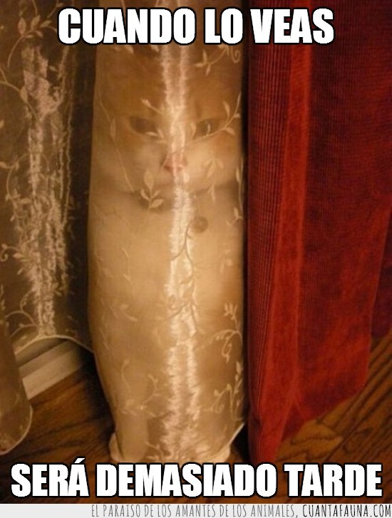 gato asesino,gato,cortina,camuflaje