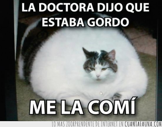 gato,gordo,obeso,doctor,comer