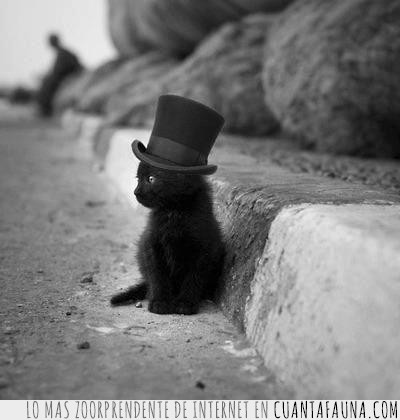 classy,elegante,gato,feel like a catsir,sombrero