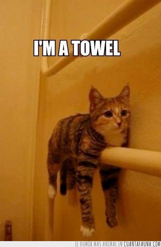 gato,toalla,toallero