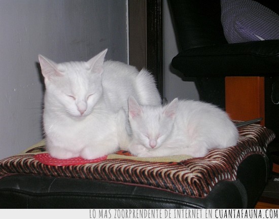 copias,clones,dormir,miniyo,gato