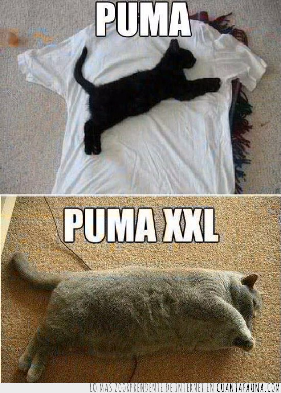 Puma,XXL,Gato,Gordo,Flaco,Diferencias