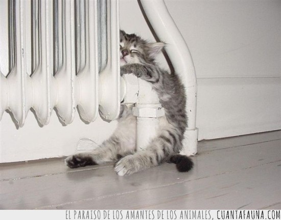 gato,gatito,radiador,frsquito,calorcito,gusto,postura,perfecto