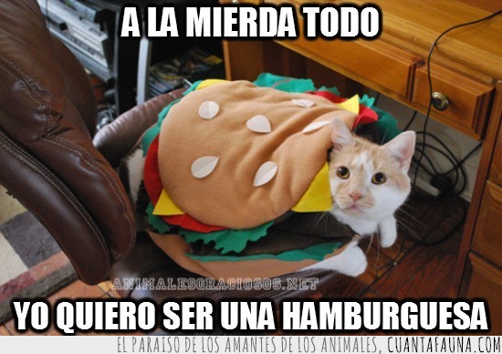 silla,disfraz,Gato,hamburguesa