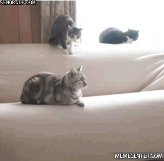 gato,salto,pelea,sofá