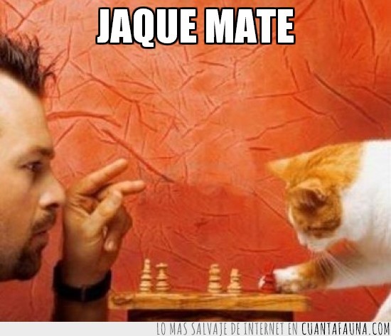jaque mate,ajedrez,gato