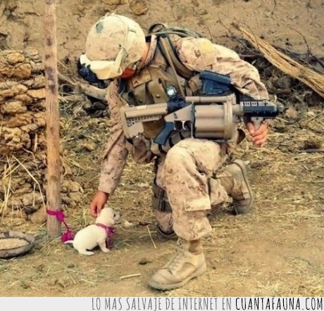 soldado,perrito,prioridades,guerra,tierno