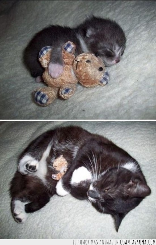 muñeco,cachorro,gato,dormido,juguete,peluche