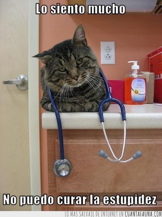 consulta,estupidez,curar,medico,doctor,gato