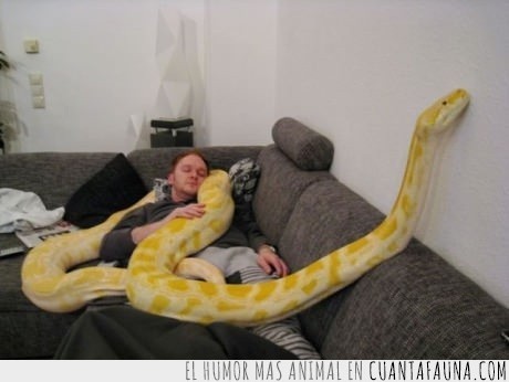 animales,amigos,lol,asesinato,serpiente,gigante,amarilla,sofa,dormir