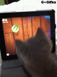 fruit ninja,gato,ipad,jugar,videojuego