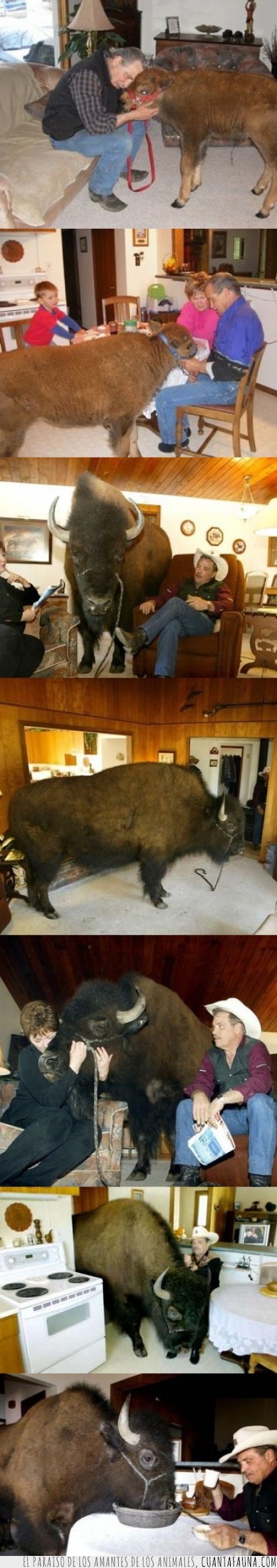 Bisonte,mascota,animal,grande,cuernos,bufalo