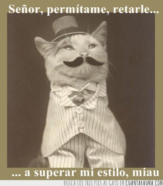 feel like a sir,clase,estilo,bigote,permítame,Señor don gato