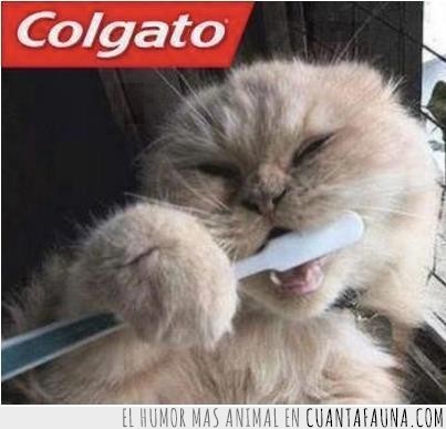 dentifrico,pasta,dientes,cepillo,gato,colgato