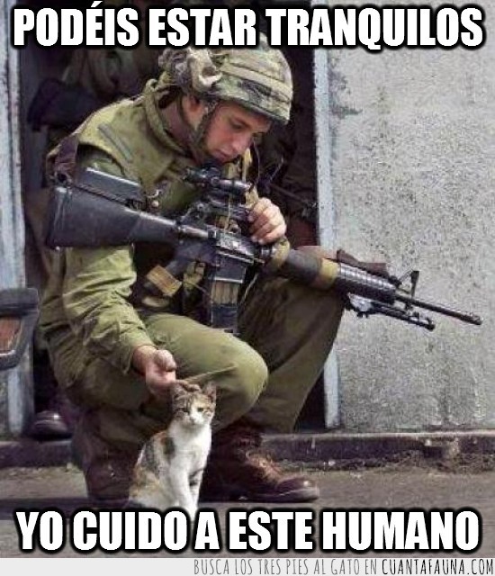gato,humano,cuidar,militar