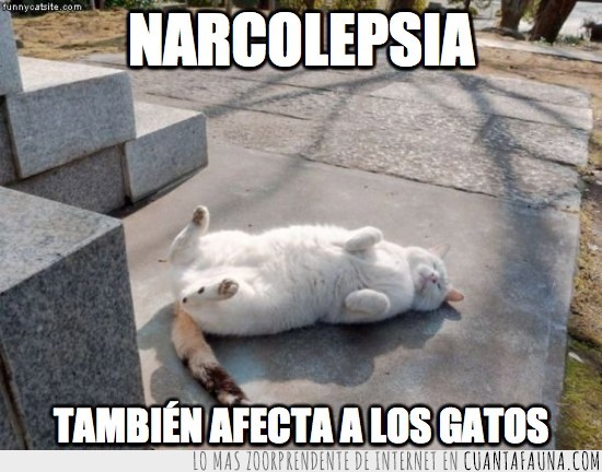 dormido,gordo,gato,miaucolepsia,narcolepsia