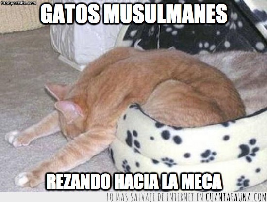 rezar,cama,cesto,gato,dormido,rezando,musulman