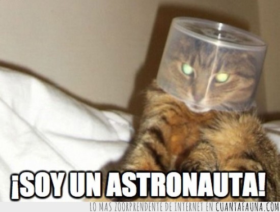 armstrong,gato,astronauta,caja,cd,casco