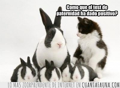 gato,coneja,conejitos,hijos,crias,test,paternidad,positivo