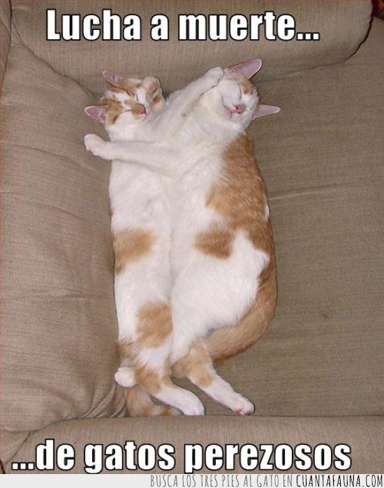 gatos,sofa,perezosos,abrazados,dormir