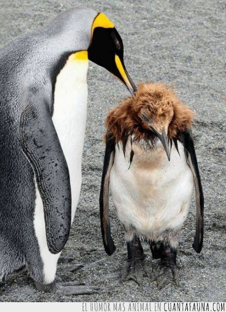 pinguino,pubertad,edad del pavo,feo,pelo