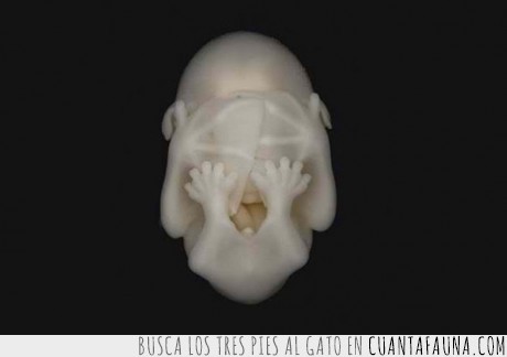 murcielago,blanco,embrion,feto
