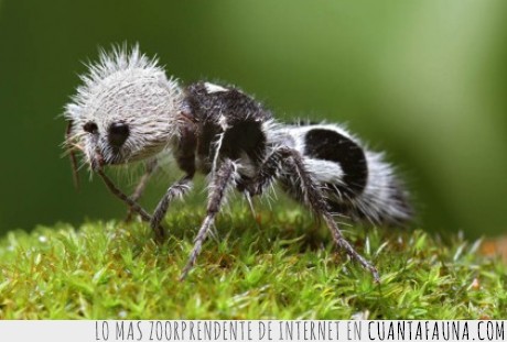 hormiga,panda,rara,peligro de extinción.,naturaleza extraña