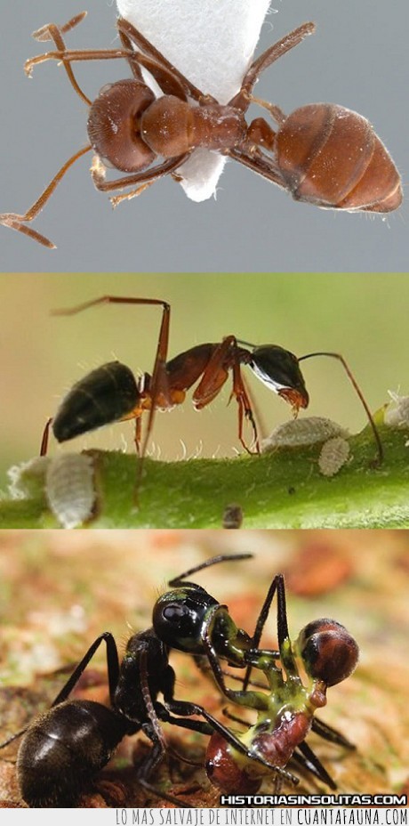 17606 - HORMIGA KAMIKAZE - Una hormiga que, cuando esta en peligro, explota