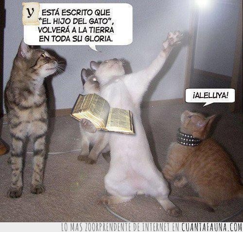 Gato,aleluya,dios,sacerdote,biblia,iglesia,gatos