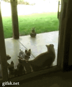 colaboracion,amigos,perros,gato,salto,abrir,ventana,puerta