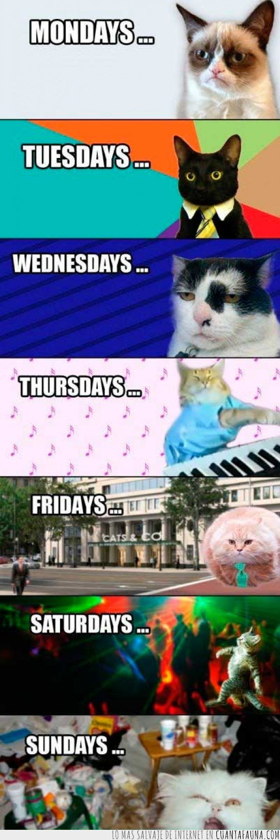 gatos,días de la semana,humor,lunes,martes,sábado,días