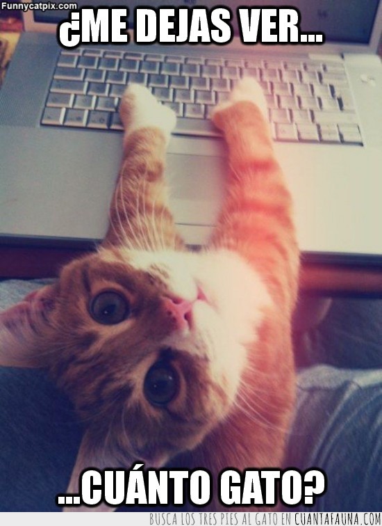 Ver,Ordenador,Gato,Mirar,Página,Internet