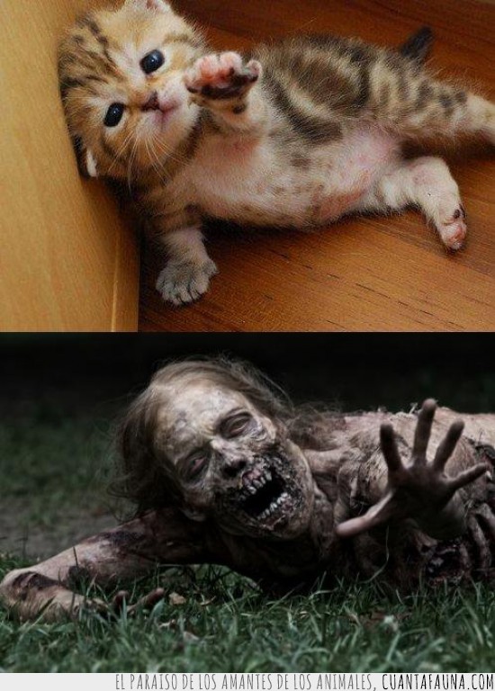 gato,zombie,the walking dead,pose,pena,zombi