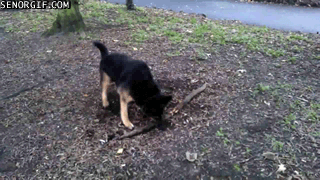 tronco,perro,árbol,arrancar