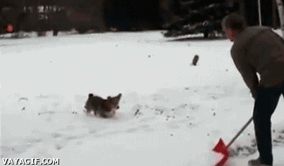 perro,nieve,salto,backflip