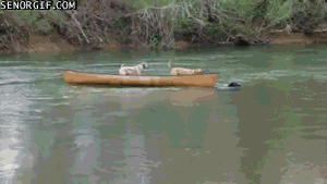 perro,canoa,rio,ayuda,equipo