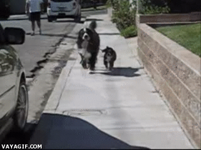 cachorro,perro,pasear,correa