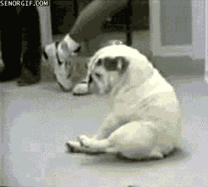 perro,breakdancing,bulldog