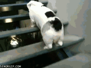 perro,subir,escaleras,saltar,mola