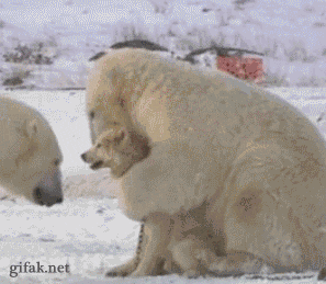 husky,perro,oso polar,abrazar,no soltar,peluche