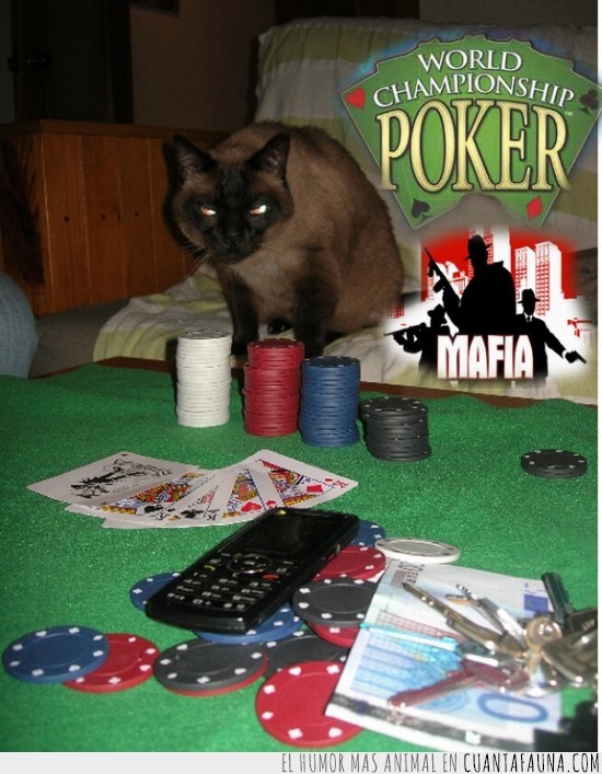 dinero,chips,fichas,cartas,gato,poker,mafia
