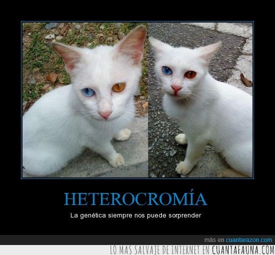 ojos,impresionantes,color,heterocromía,gato