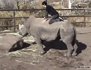 rinoceronte,cabalgar,caballo