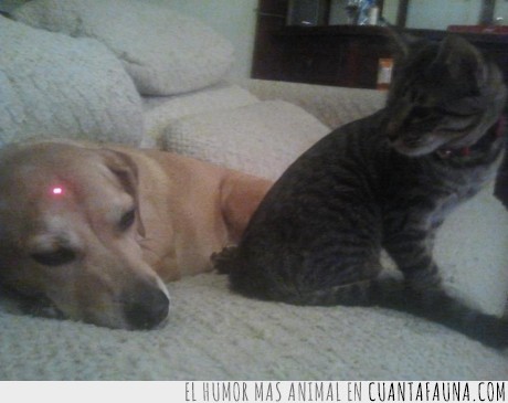 gato,perro,laser,cabeza,pelea,yo apuesto por el gato