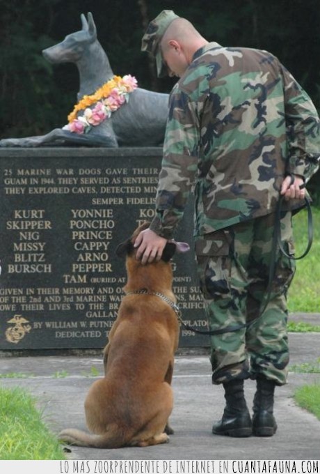 tumba,heroe,marine,perro,memorial