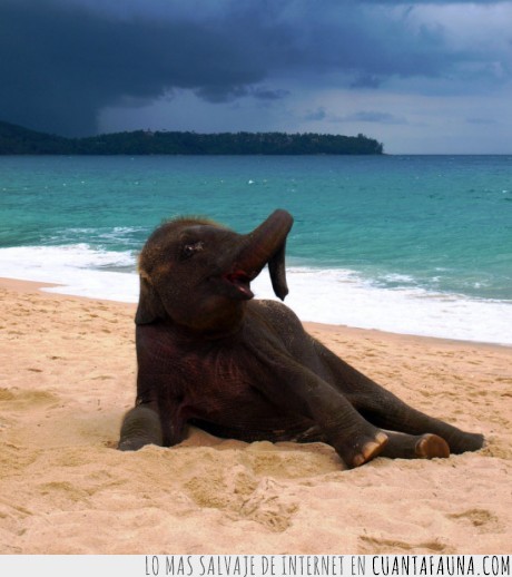 que hace un elefante en la playa,pose,elefante