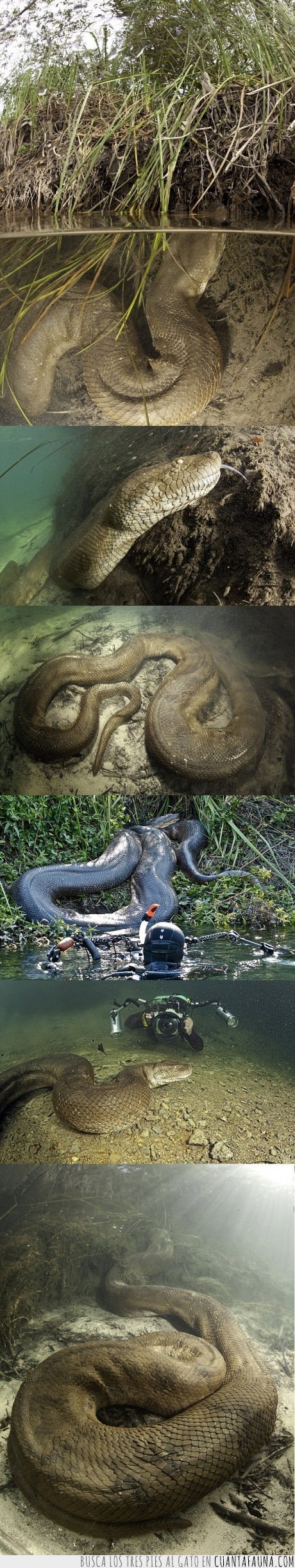 serpiente,grande,anaconda,animales