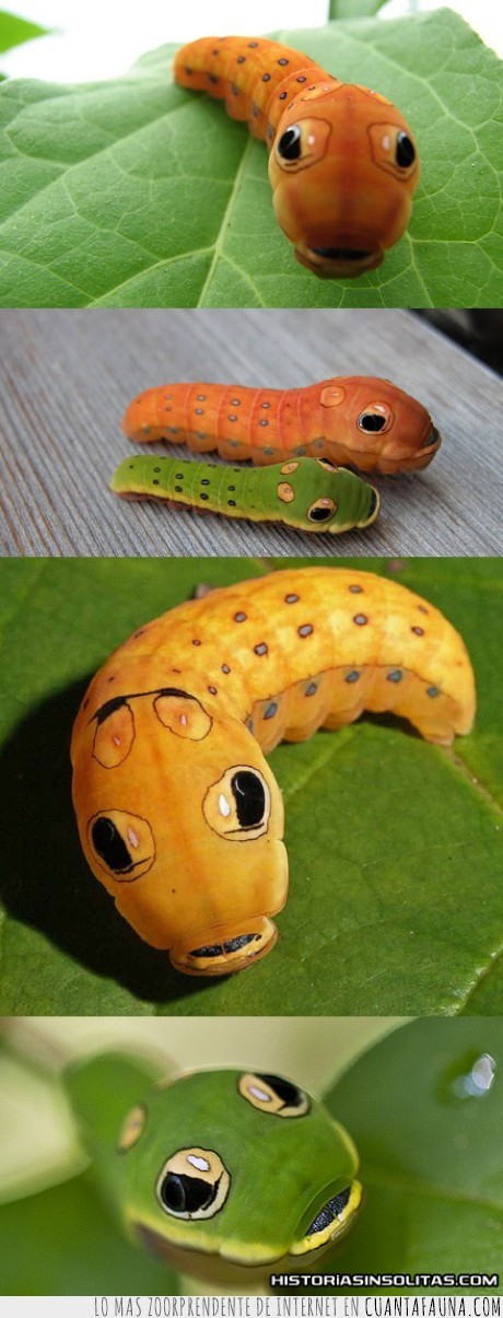 16324 - PAPILIO TROILUS - La larva con cara de serpiente