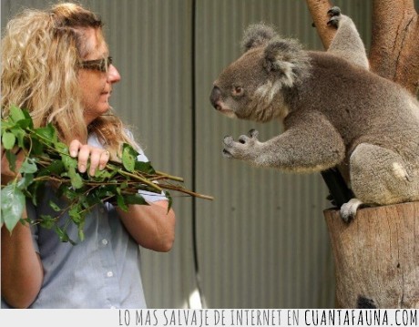 un poco darth vader tambien,amenaza,koala